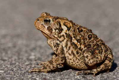 American Toad _11R2454.jpg