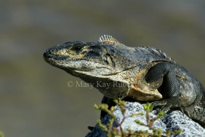 Black Spiny-tailed Iguana _58FB3884.jpg