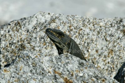 Black Spiny-tailed Iguana 58FB3903.jpg