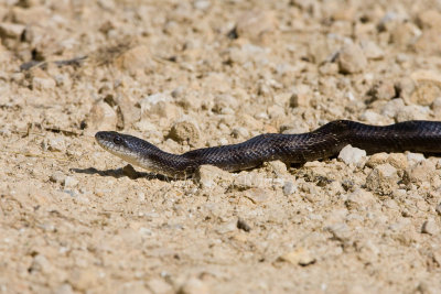 Black Rat Snake _H9G0143.jpg