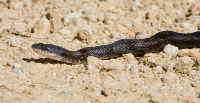 Black Rat Snake _H9G0151.jpg