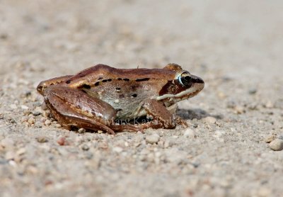 WOOD FROGS
