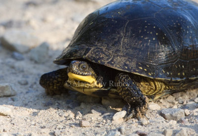 Blanding's Turtle _H9G2895.jpg