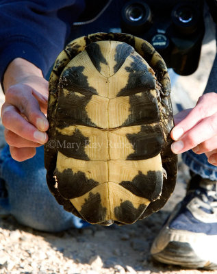Blanding's Turtle _MG_0726.jpg