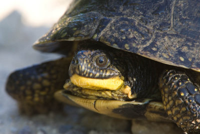 Blanding's Turtle _S9S8545.jpg
