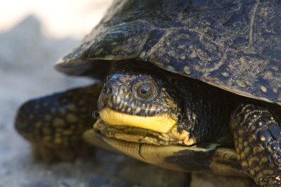 Blanding's Turtle _S9S8548.jpg
