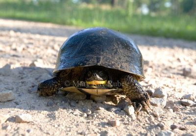 Blanding's Turtle x _MG_9929.jpg