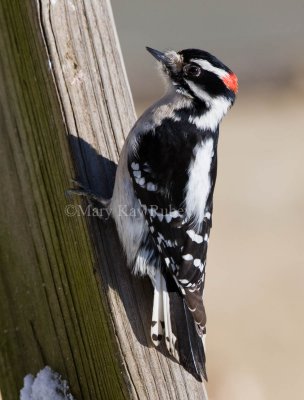 Downy Woodpecker 0I9I8918.jpg