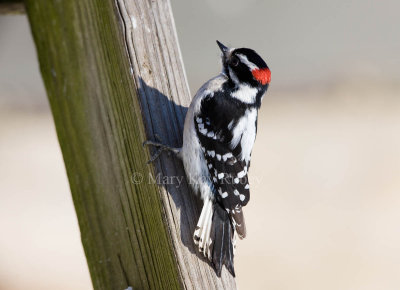 Downy Woodpecker 0I9I8971.jpg