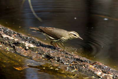 Northern Waterthrush _I9I6332.jpg