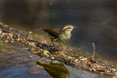 Northern Waterthrush _I9I6339.jpg