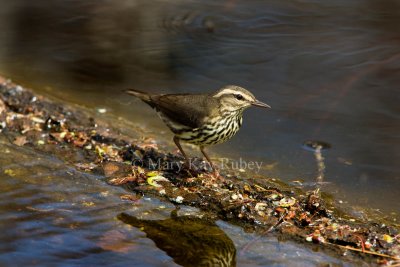 Northern Waterthrush _I9I6340.jpg