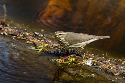 Northern Waterthrush _I9I6359.jpg