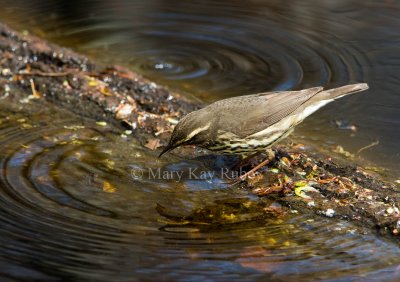 Northern Waterthrush _I9I6366.jpg