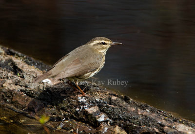 NORTHERN WATERTHRUSHES (Parkesia noveboracensis)