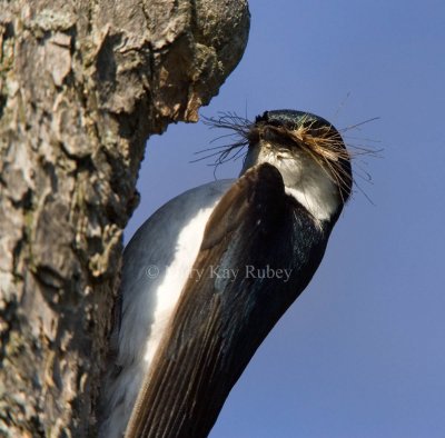 Tree Swallow with food _H9G2248.jpg