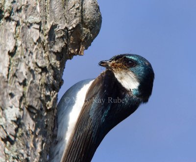 Tree Swallow with food for babies _H9G2243.jpg