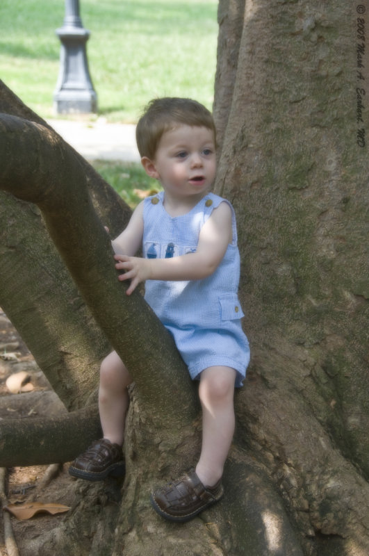 Sitting In The Boughs Of The Cradle Of Nature
