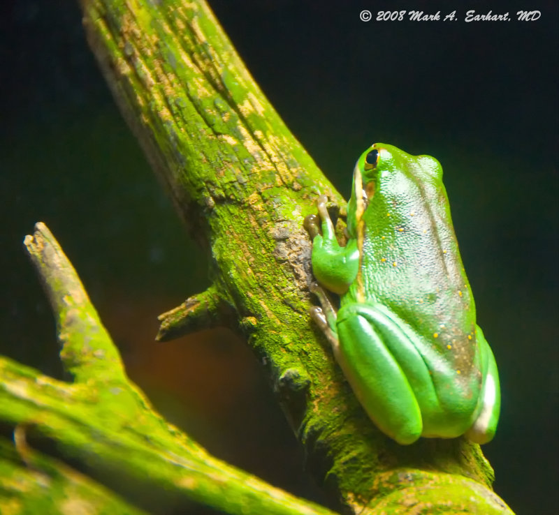 Frog On A Log