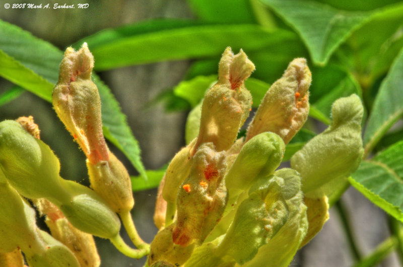 Yellow Blooms