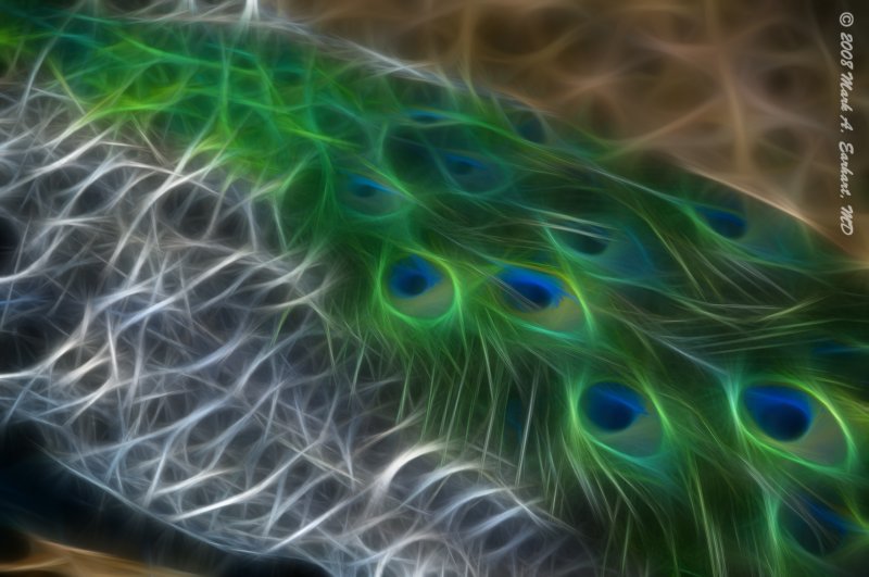 Peacock Feathers