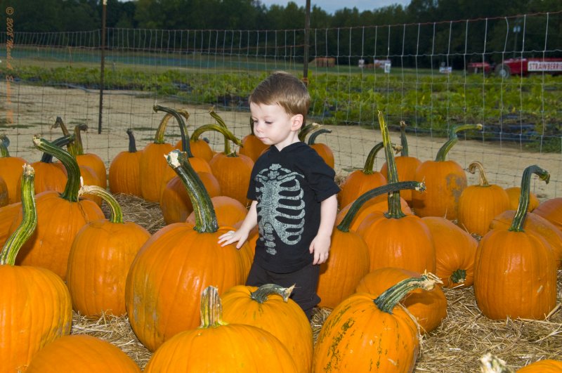 Eli & The Pumpkin Patch 1