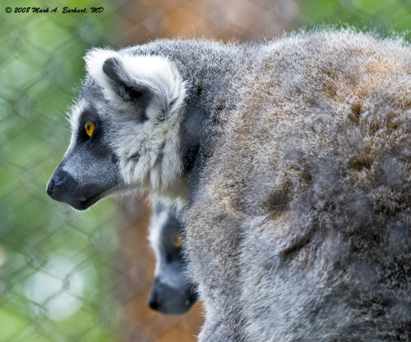 Ringtailed Lemur