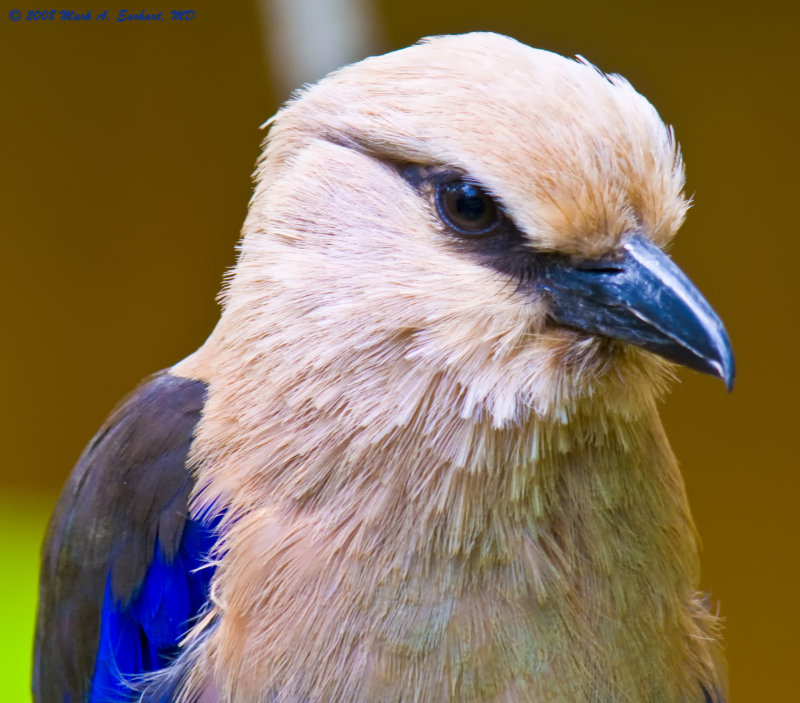 Gaze Of The Blue Bellied Roller