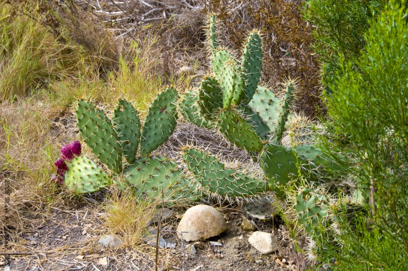 California Cactus