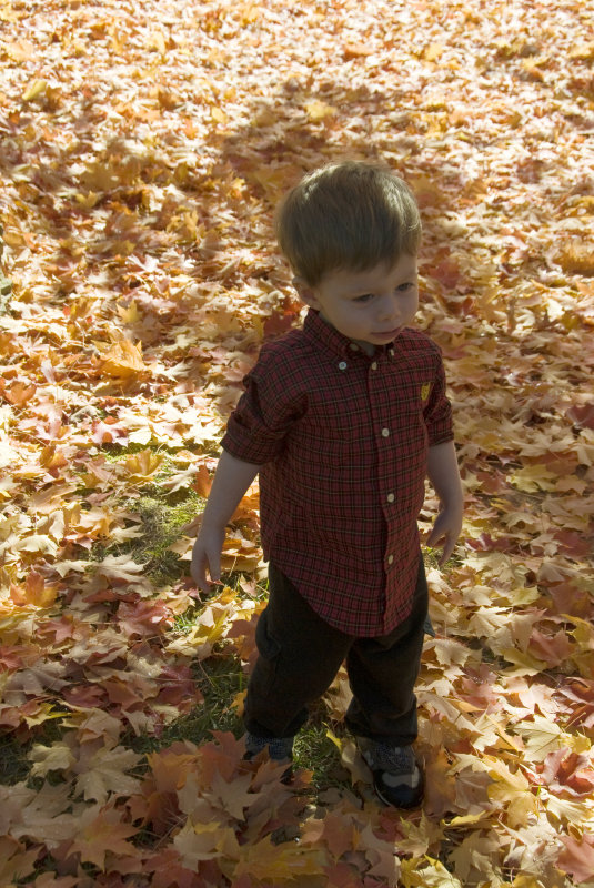 Fall Color 5