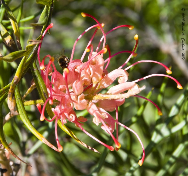 Stamens Gone Wild
