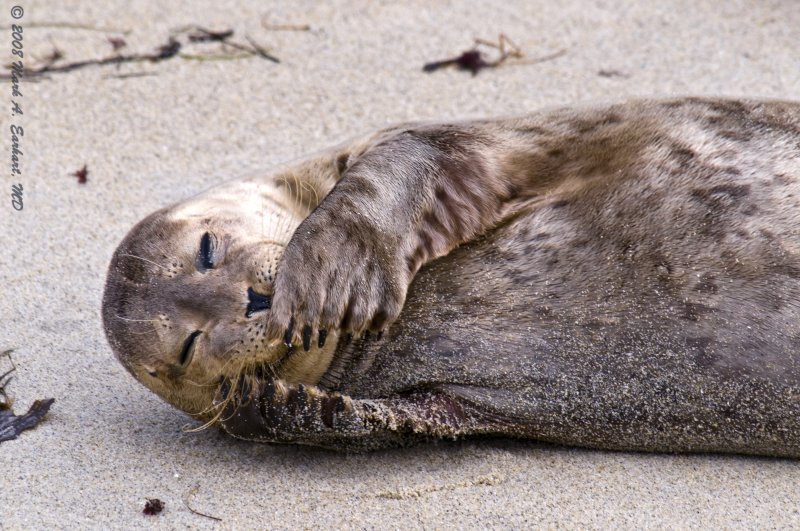 Bashful Sealion