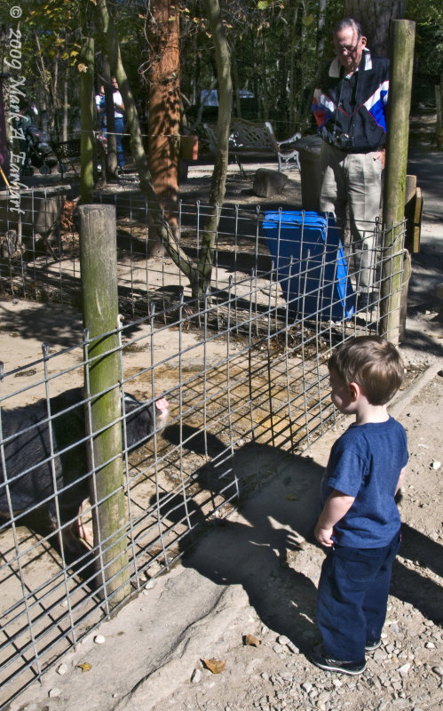 Face To Face With A Boar