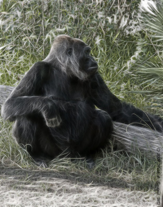 The 800lb Gorilla in the Room