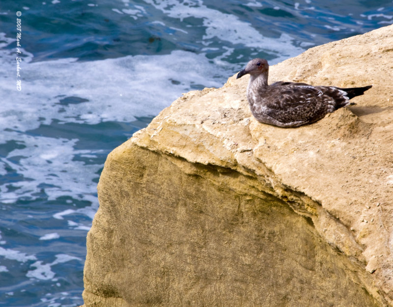 Oceanside Perch