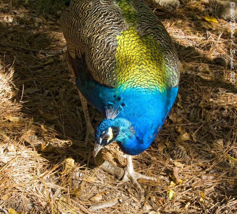 Peacock Plumage
