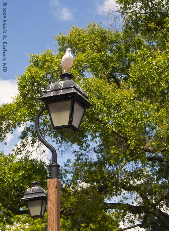 Disney World 46