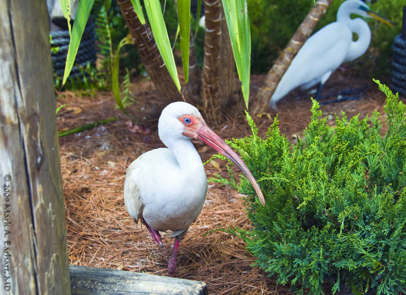 Disney World 48