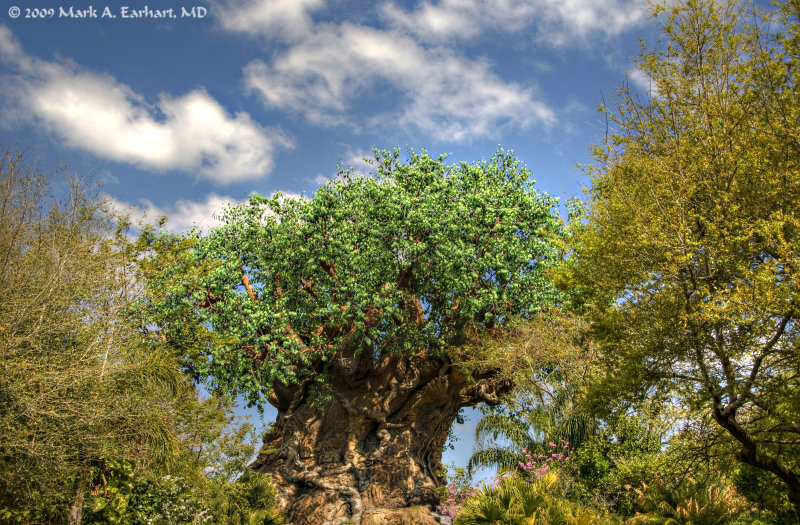 Disney World 157