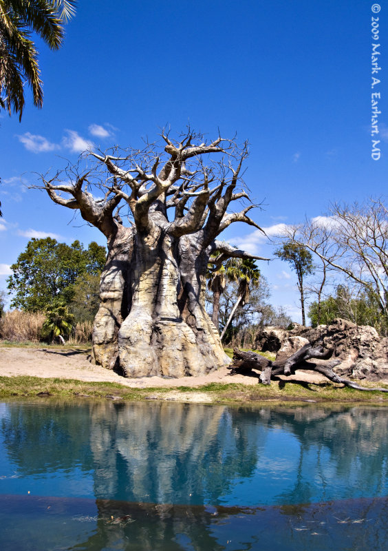 Disney World 177