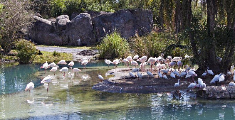 Disney World 178
