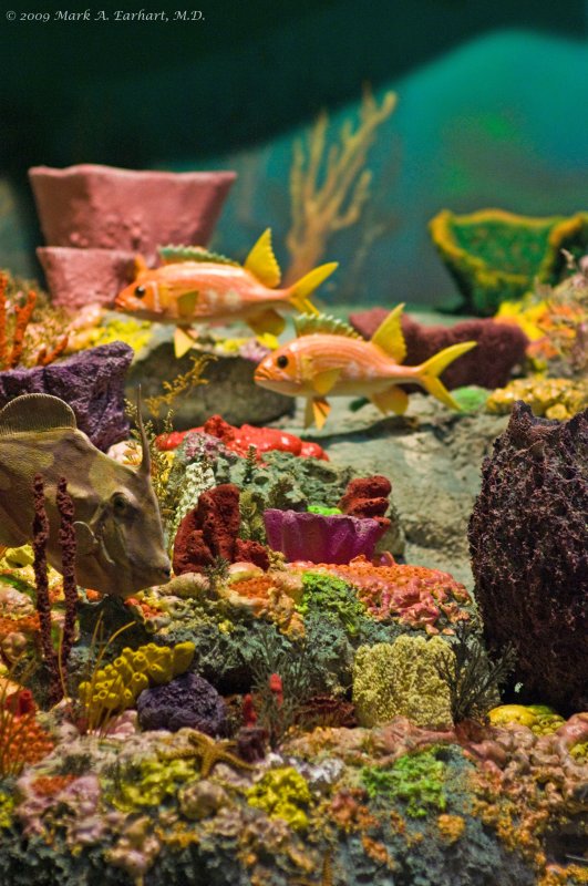 Coral Reef