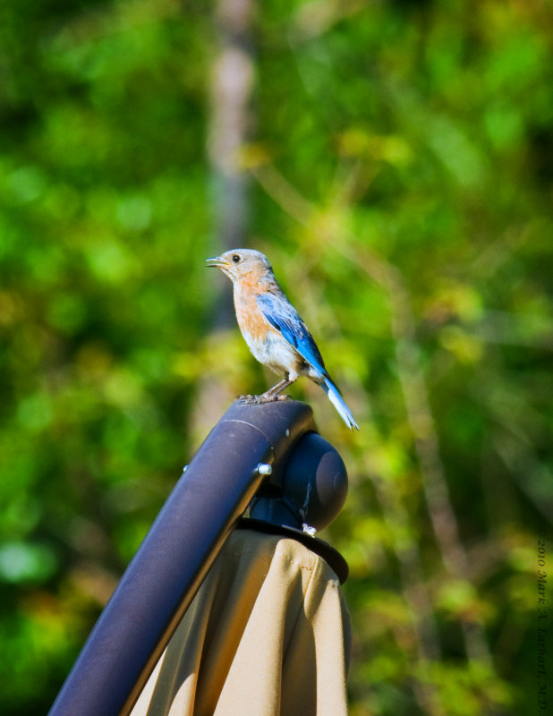 Eastern Bluebird