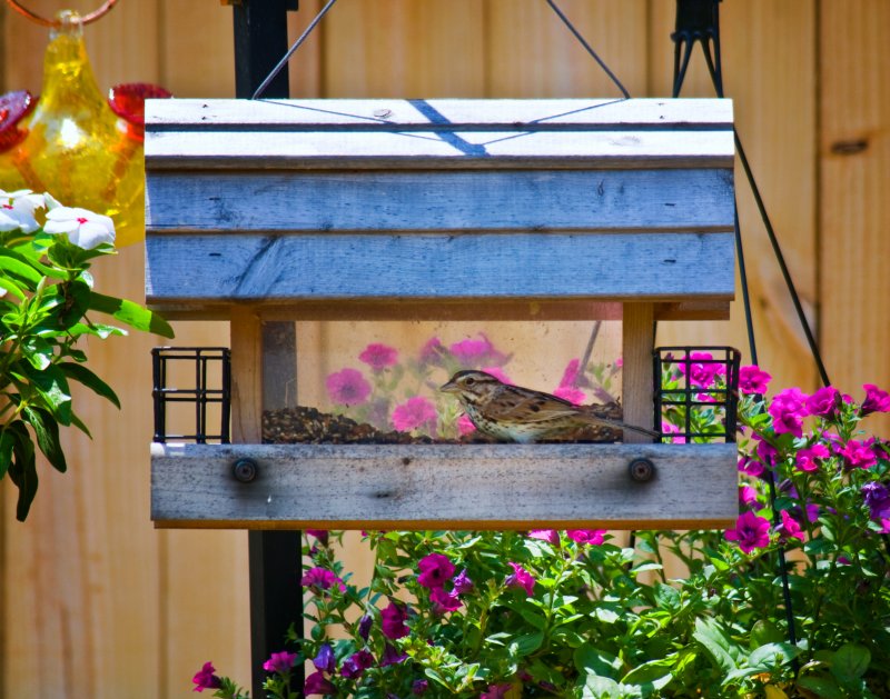 Bird Buffet