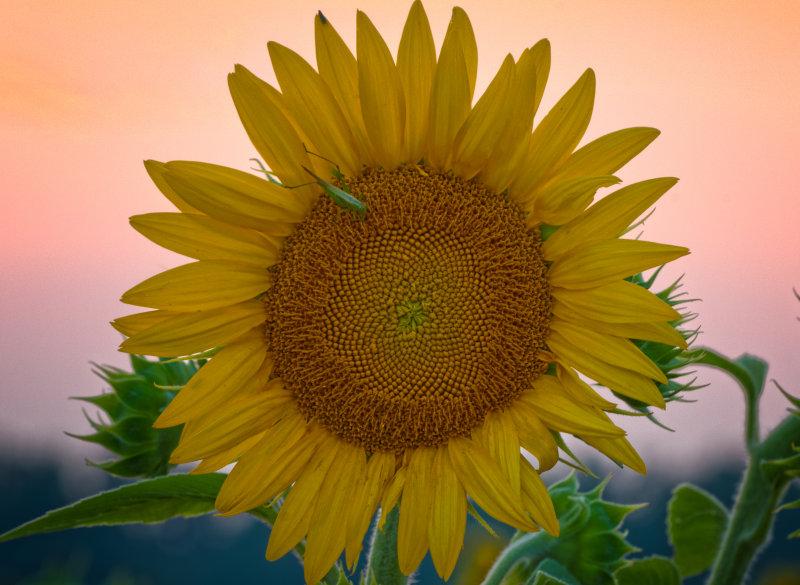 Sunset Sunflower