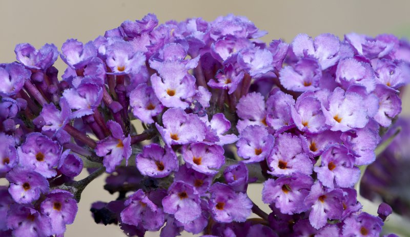Buddleia davidii