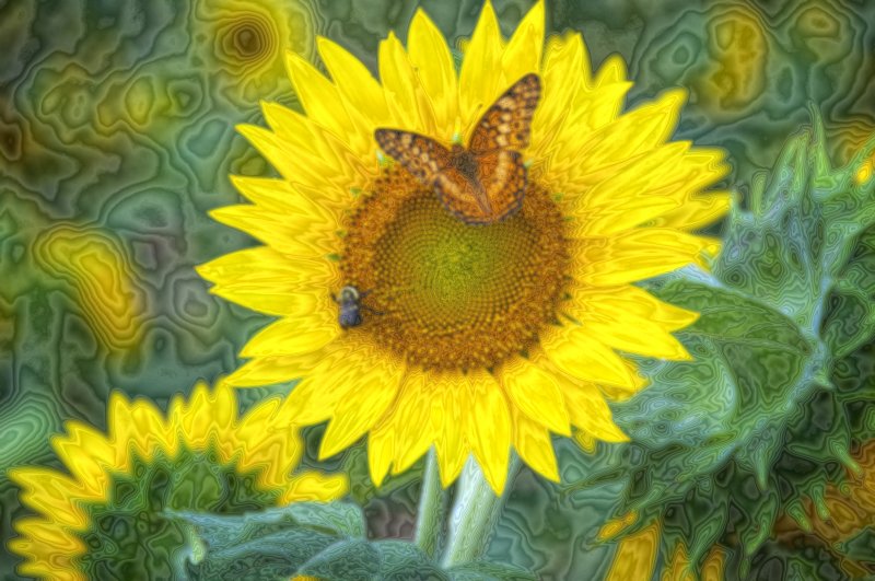 Psychedelic Psyunflower
