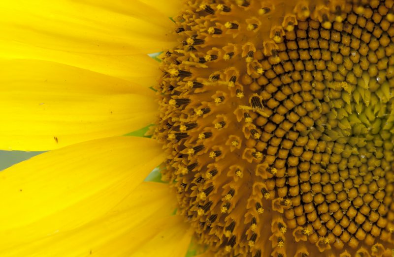 Sunflower Macro