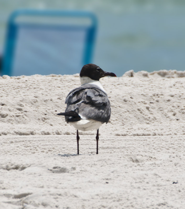 Seagull in the sand