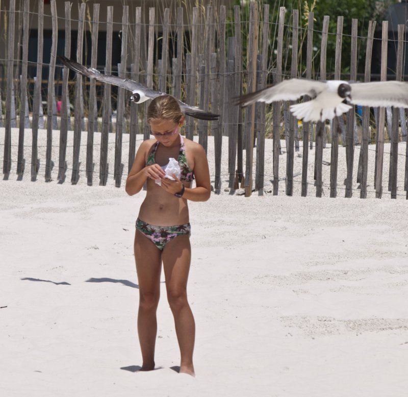 When Seagulls Attack